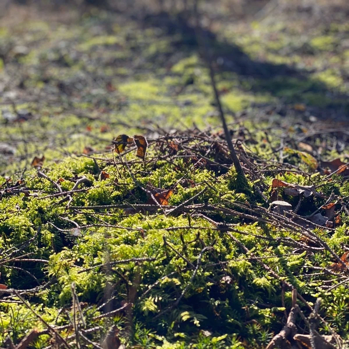 FOREST (7)