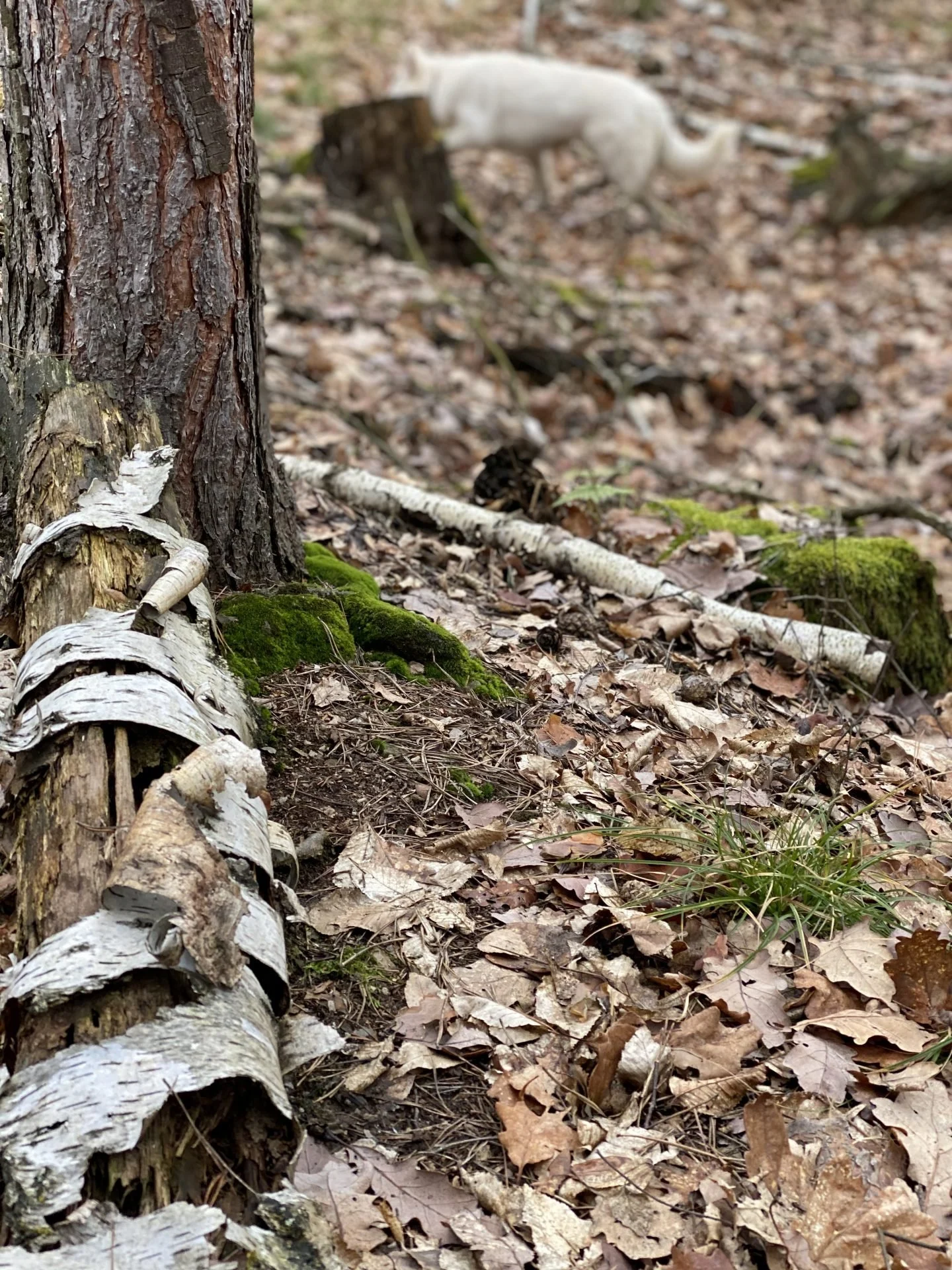 FOREST (12)