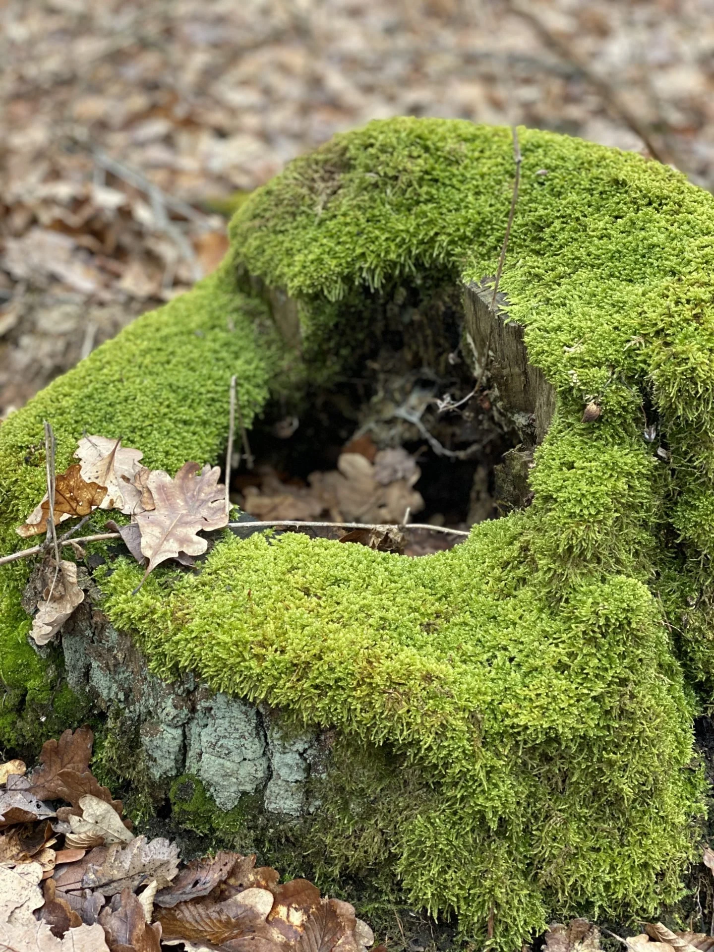 FOREST (13)
